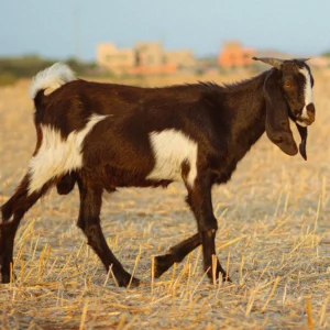 Aqiqah Kambing Mekah (Anak Lelaki)