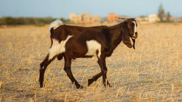 Aqiqah Kambing Mekah (Anak Lelaki)